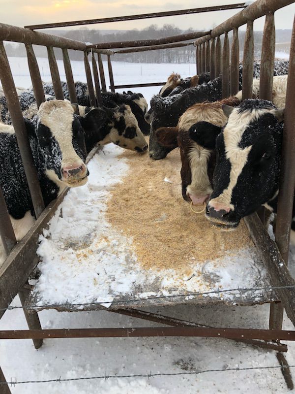 Cows